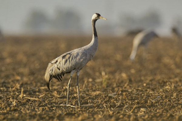 Թռչնադիտարկում Շաքրոյի լճում