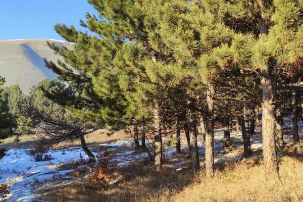 Ծառատունկ Ախուրյան գետի ափին