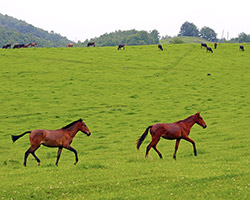 Ձիավարության դասեր և ձիերի վարձույթ Դսեղում