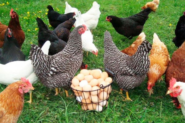 Վարպետաց դասեր Էկո Լոռի հանգստյան գոտում