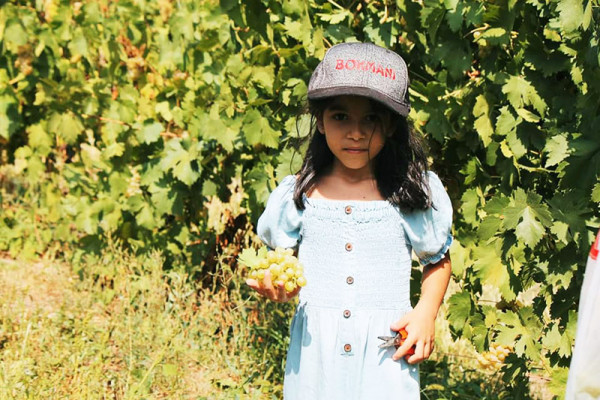 Խաղողի բերքահավաք - էքսկուրսիա այգեպանի հետ - Այգեպանի տնակ