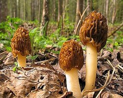 Կանաչ արշավ - Շատո Եգան գաստրոբակ